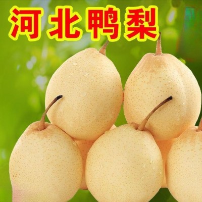 鸭梨斤装3整箱水晶梨5薄皮当季新鲜水果正宗包邮10河北梨子 1件