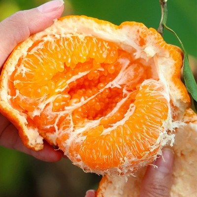 春见耙耙柑四川眉山正宗爆浆新鲜特级大果现摘包邮粑粑柑桔橘子 4.5斤图2