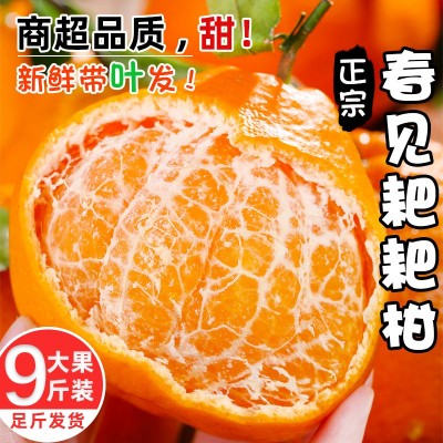 正宗四川春见耙耙柑新鲜孕妇水果批发当季整箱粑粑柑橘桔子包邮 4.5斤图4