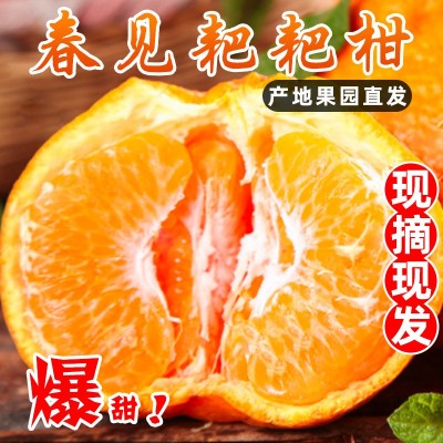 正宗四川春见耙耙柑新鲜孕妇水果批发当季整箱粑粑柑橘桔子包邮 4.5斤