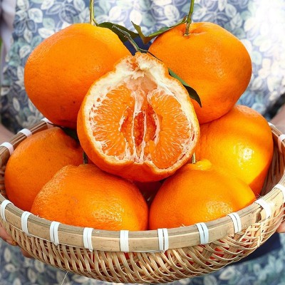 正宗四川春见耙耙柑新鲜孕妇水果批发当季整箱粑粑柑橘桔子包邮 4.5斤图3