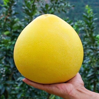 福建红心柚子现摘现发当季时令水果新鲜蜜柚整箱5斤包邮一件代发 9斤图2