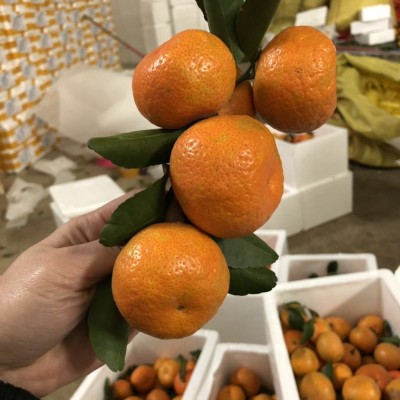 砂糖桔新鲜广西武鸣砂糖橘当季水果沙糖桔皮薄多汁包蜜甜现摘现发 3斤图3
