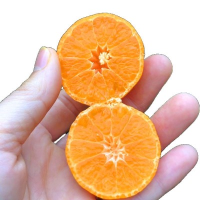 砂糖桔新鲜广西武鸣砂糖橘当季水果沙糖桔皮薄多汁包蜜甜现摘现发 3斤图5