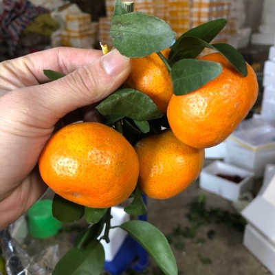 砂糖桔新鲜广西武鸣砂糖橘当季水果沙糖桔皮薄多汁包蜜甜现摘现发 3斤图2