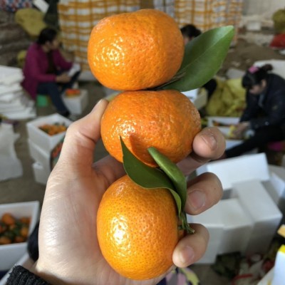 砂糖桔新鲜广西武鸣砂糖橘当季水果沙糖桔皮薄多汁包蜜甜现摘现发 3斤图4