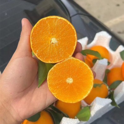 爱媛38号果冻橙四川当季新鲜水果孕妇手剥柑橘现摘现发 5斤