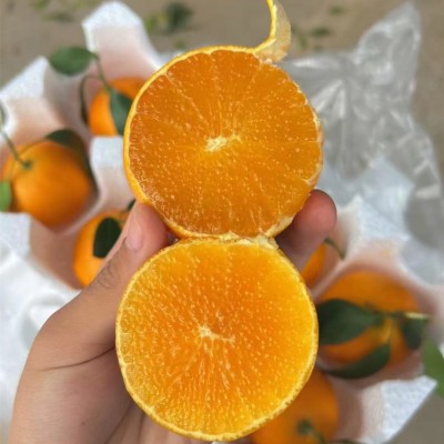 爱媛38号果冻橙四川当季新鲜水果孕妇手剥柑橘现摘现发 5斤图2