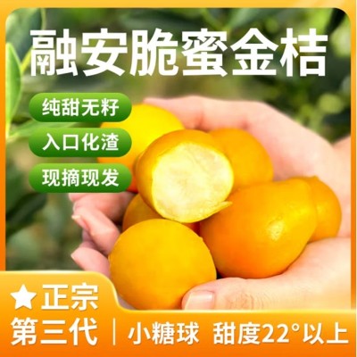 广西融安脆蜜金柑纯甜第三代脆蜜金桔当季水果批发 2斤