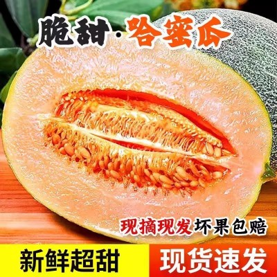 源头供应哈密瓜西州蜜哈密瓜晓蜜25号当季蜜瓜包邮一件代发 5斤