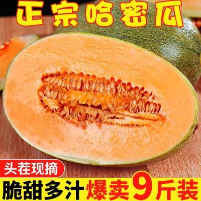 源头供应哈密瓜西州蜜哈密瓜晓蜜25号当季蜜瓜包邮一件代发 5斤图2