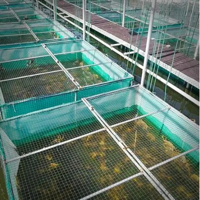 大闸蟹阳澄湖厂家供应链鲜活螃蟹毛蟹湖蟹直招代理礼盒诚邀批发图3