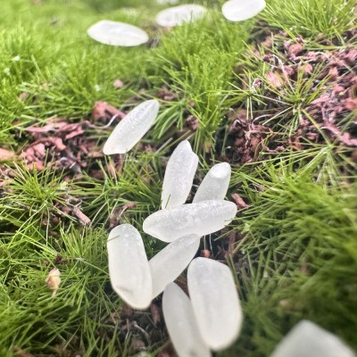 有机五常稻花香2号大米1kg*5共10斤大米5kg一袋长粒厂家批发代发图5