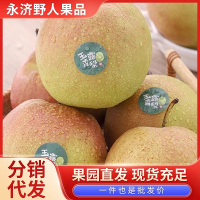 山西玉露香梨水果 果园直发10斤整箱批发现摘梨子脆甜应季水果酥图2