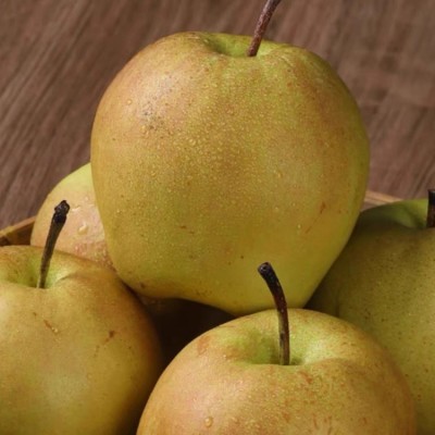 山西玉露香梨水果 果园直发10斤整箱批发现摘梨子脆甜应季水果酥