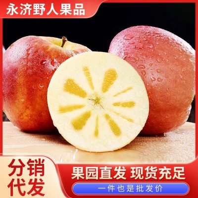 山西红富士苹果10斤装应季新鲜水果糖心脆甜多汁果园现摘整箱批发图2