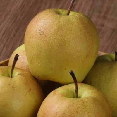 正宗山西玉露香梨新鲜水果当季果园现摘香梨雪梨香甜可口整箱批发图2