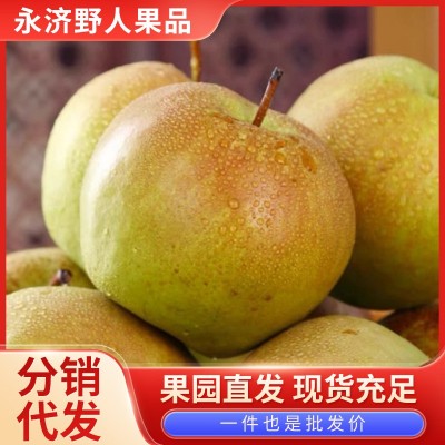 正宗山西玉露香梨新鲜水果当季果园现摘香梨雪梨香甜可口整箱批发