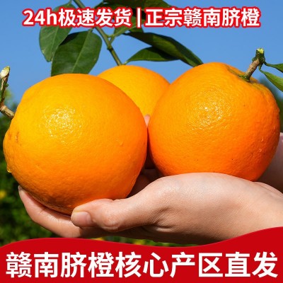 【超级供应】赣南脐橙江西橙子现摘薄皮当季孕妇新鲜水果批发图3