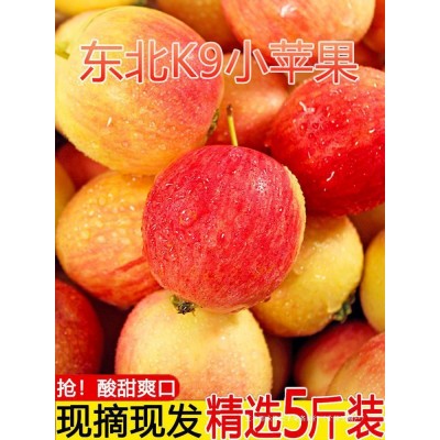 YF新鲜孕妇小苹果包邮现摘斤脆5沙果当季整箱海棠果水果酸甜东北k图2