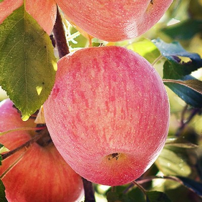 [脆甜]陕西正宗洛川红富士苹果新鲜应季水果冰糖心苹果批发一整箱图5