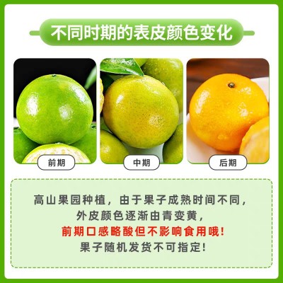 广西应季皇帝柑薄皮多汁热带贡柑橘子新鲜现摘孕妇香甜水果整箱沃图2