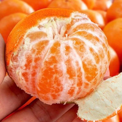 【精品果】广西武鸣沃柑当季现摘水果桔子橘子图2