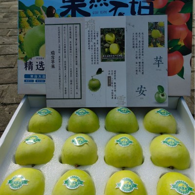 2025陕西淳化新鲜瑞雪苹果采摘至1300米高的海拔礼盒中果