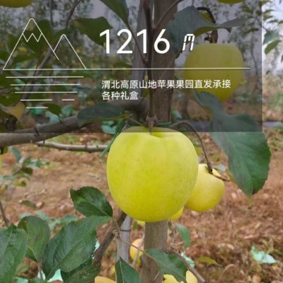 2025陕西淳化新鲜瑞雪苹果采摘至1300米高的海拔礼盒80以上大果图3