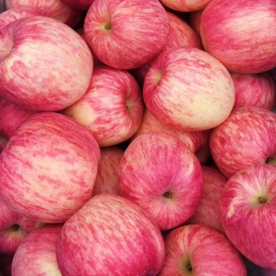 【顺丰快递】正宗陕西洛川红富士苹果 新鲜当季时令水果产地直发图2