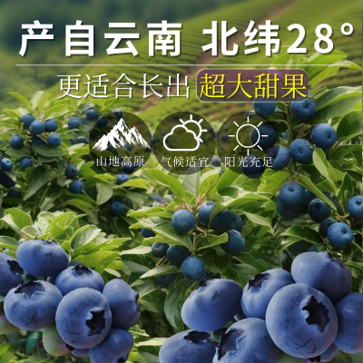 【京东快递】云南花香蓝莓L25鲜果新鲜水果中特大果当季时令批发图3