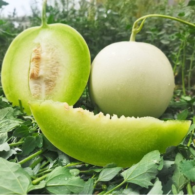 【顺丰快递】海南玉菇蜜瓜3/5/9斤新鲜时令冰淇淋甜瓜哈密瓜一件图2