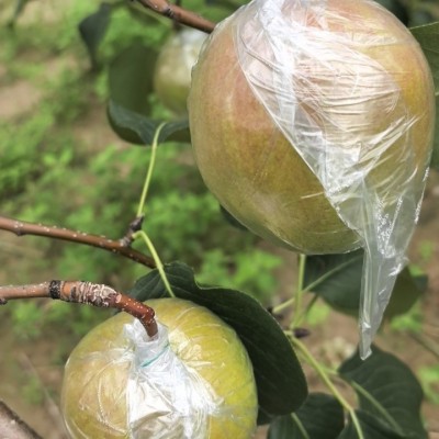 隰县玉露香梨一件代发山西玉露香梨子脆甜好吃礼盒装批发 1件图4