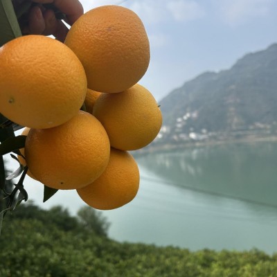 九月红果冻橙秭归早红脐橙现摘应季多汁整箱时令新鲜橙子批发水果 1斤