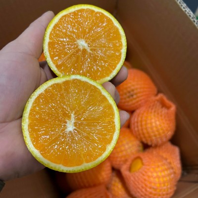 九月红果冻橙秭归早红脐橙现摘应季多汁整箱时令新鲜橙子批发水果 1斤图2