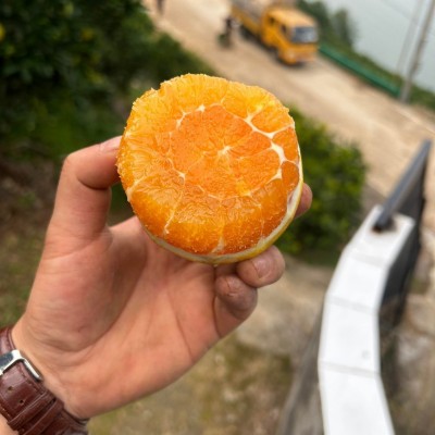 九月红果冻橙秭归早红脐橙现摘应季多汁整箱时令新鲜橙子批发水果 1斤图3