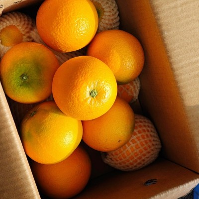 九月红果冻橙秭归早红脐橙现摘应季多汁整箱时令新鲜橙子批发水果 1斤图5
