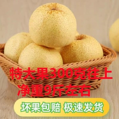 【超甜现货】砀山酥梨当季新鲜水果薄皮梨子贡梨整箱批发包邮 1斤图5