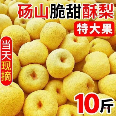 【超甜现货】砀山酥梨当季新鲜水果薄皮梨子贡梨整箱批发包邮 1斤图2