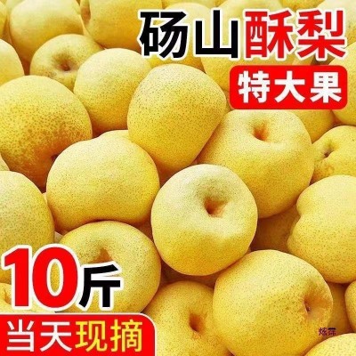 【超甜现货】砀山酥梨当季新鲜水果薄皮梨子贡梨整箱批发包邮 1斤图4