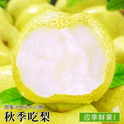 热卖安徽砀山酥梨10斤梨子新鲜水果应当季整箱包邮特产香梨脆 1件图2