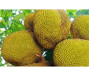 菠萝蜜和榴莲是近亲吗？菠萝蜜和菠萝又有什么关系呢？