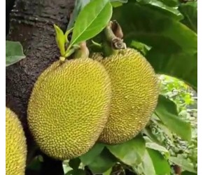 菠萝蜜是什么季节的水果？菠萝蜜是高糖水果吗？怎样挑选菠萝蜜？