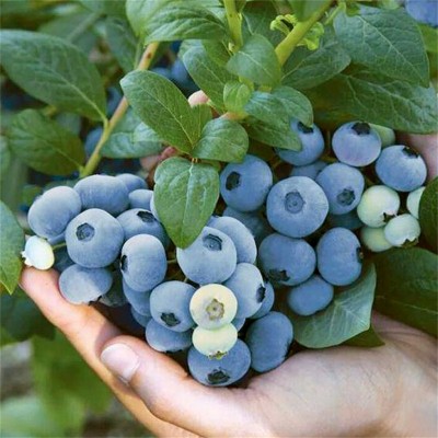 正宗蓝莓新鲜水果当季蓝梅鲜果摘高山怡颗孕妇大果整箱顺丰包 1斤
