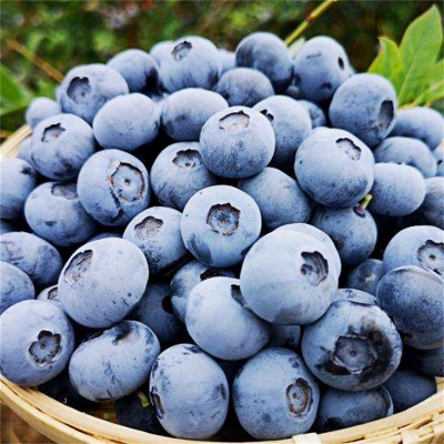 正宗蓝莓新鲜水果当季蓝梅鲜果摘高山怡颗孕妇大果整箱顺丰包 1斤图4