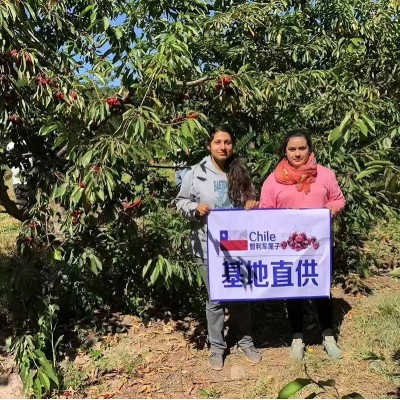 顺丰空运精品级智利车厘子大樱桃桑提娜新鲜水果3斤孕妇水果礼盒 1件图3