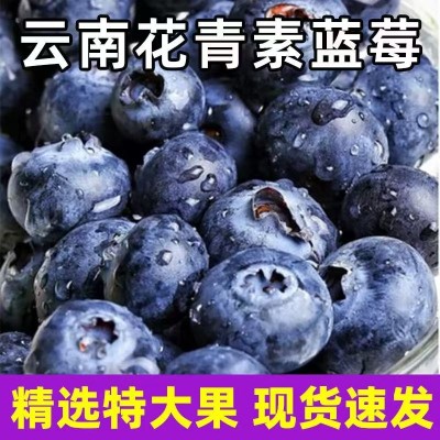 云南蓝莓鲜果大果高山现摘当季新鲜水果整箱批发非怡颗莓京东空运 1件