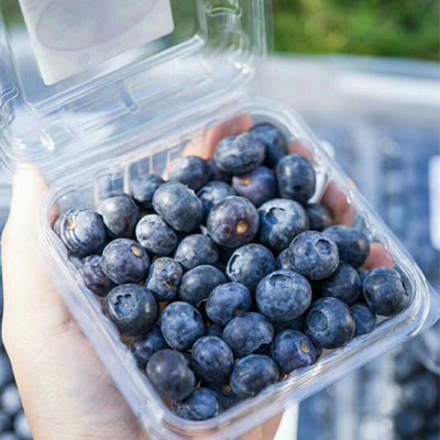 【顺丰空运】云南头茬L25花香蓝莓 脆甜多汁6盒新鲜水果一件代发 1箱图4