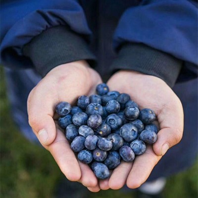 【顺丰空运】云南头茬L25花香蓝莓 脆甜多汁6盒新鲜水果一件代发 1箱图3