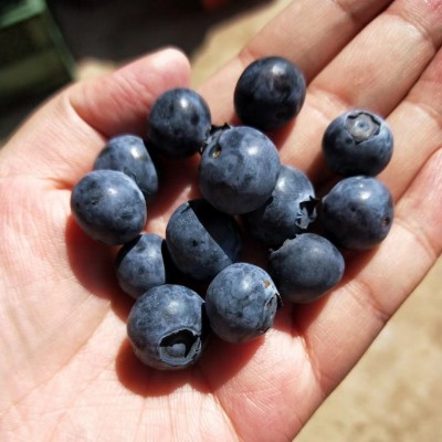 【顺丰空运】云南头茬L25花香蓝莓 脆甜多汁6盒新鲜水果一件代发 1箱图2